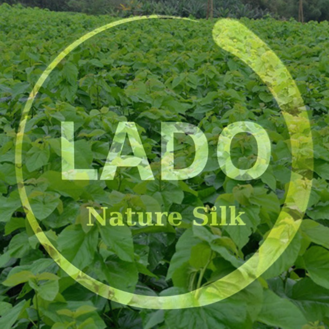 Lá Dâu Tằm Lâm Đồng
